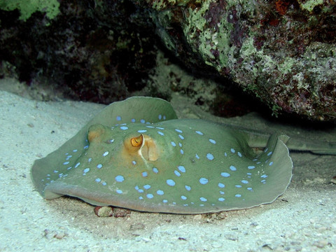藍(lán)寶黃貂魚