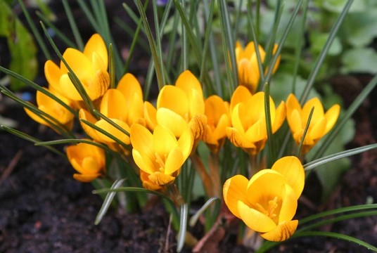 FRühlingsboten 2