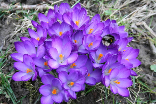 番紅花窩Hummel