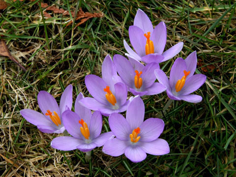 花園