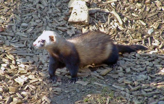 動物