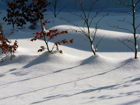 雪中的陰影