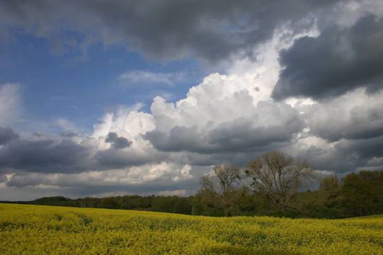rapsfeld