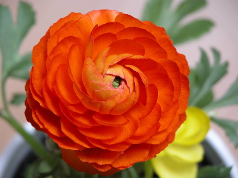 紅ranunkelblüTE