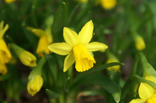 水仙花