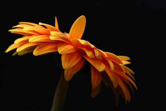 黃太陽菊