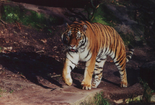 虎，紐倫堡動(dòng)物園