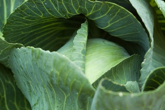 甘藍(lán)
