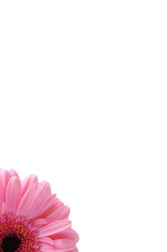 非洲菊