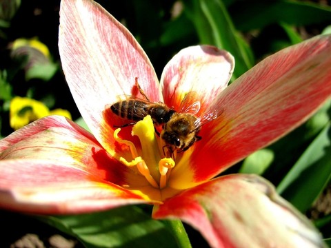 蜜蜂回來(lái)了