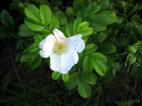 薔薇，玫瑰果