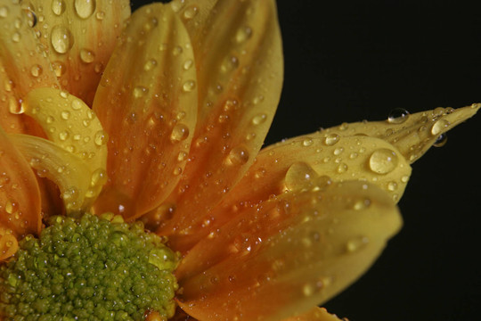 雛菊花開(kāi)5