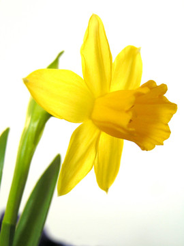 復(fù)活節(jié)的花