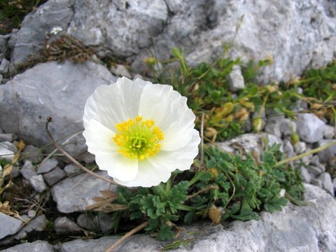 alpenmohn -罌粟sendtneri