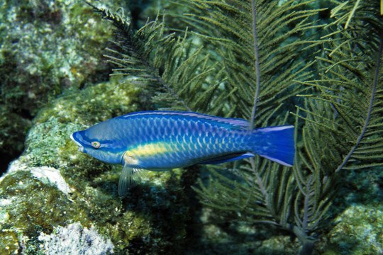 公主鸚嘴魚