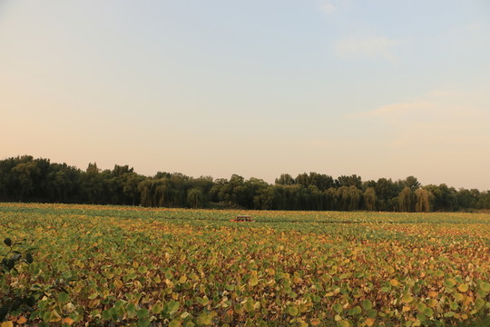 圓明園