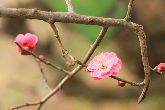 梅花