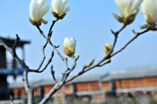 玉蘭花