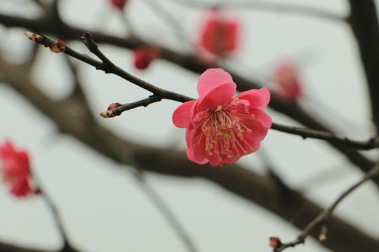 梅花