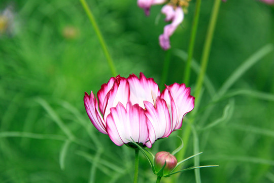 格桑花