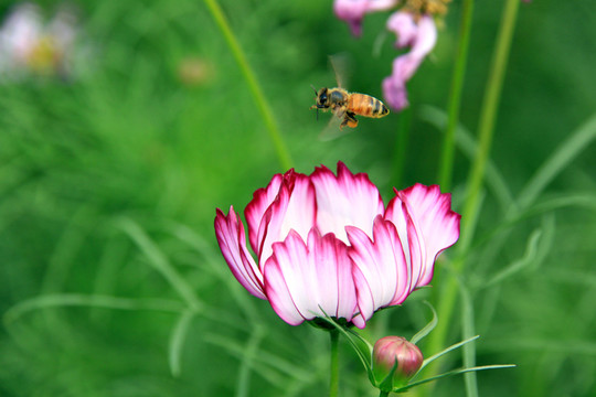 花與蜜蜂