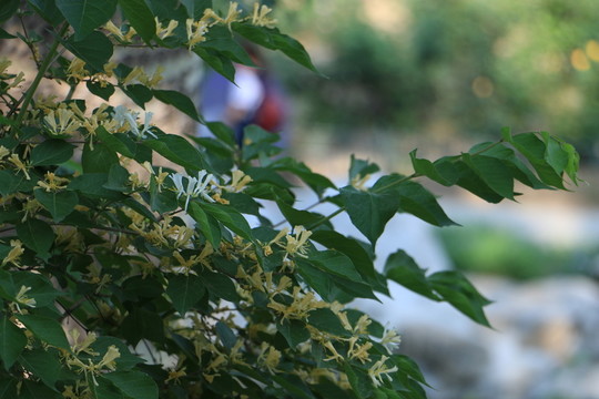 植物