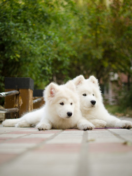 薩摩耶犬