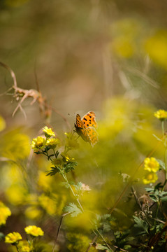 蝴蝶butterfly