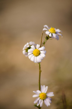 菊daisy