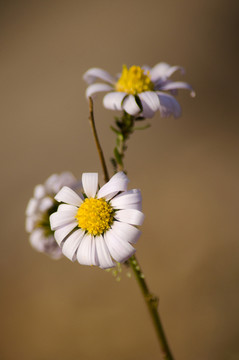 菊daisy