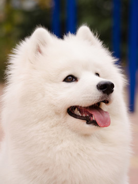 Samoyed薩摩耶犬