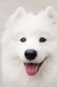 Samoyed薩摩耶犬