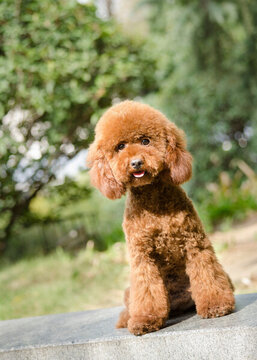 Teddy泰迪貴賓犬
