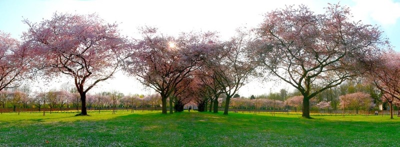 公園