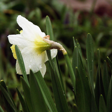 花園