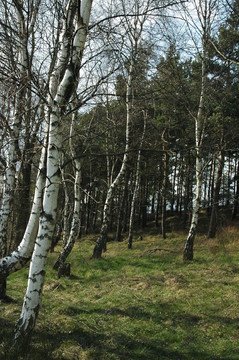 birkenwald