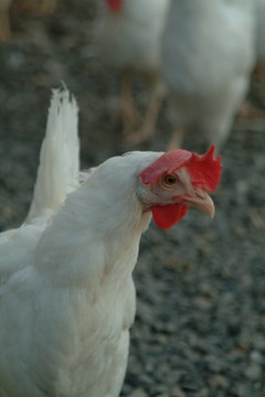 雞5