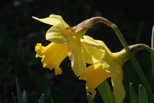 水仙花