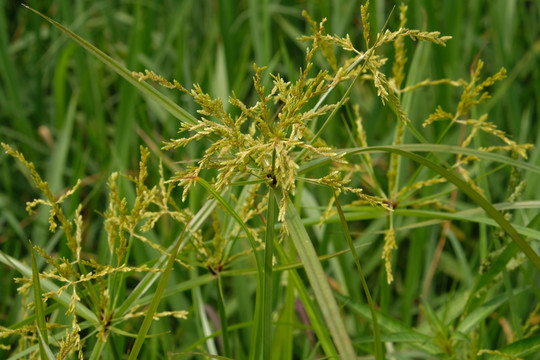 野莎草