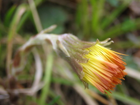 FRühlingsblüTE