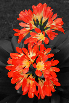 橙花