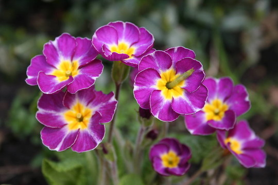 報春花