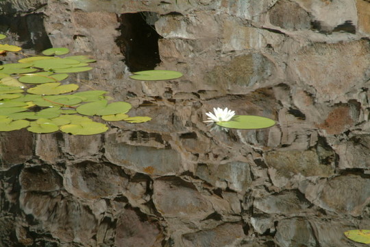 seerose 3