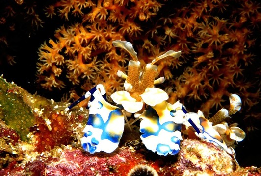harlekingarnele