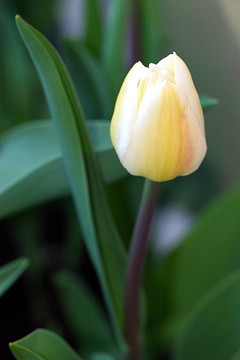 花卉