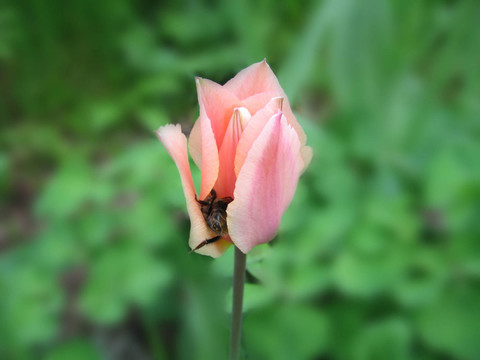 郁金香3大黃蜂
