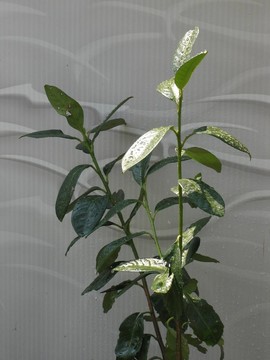 花園