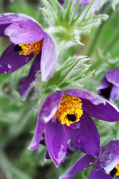 花園