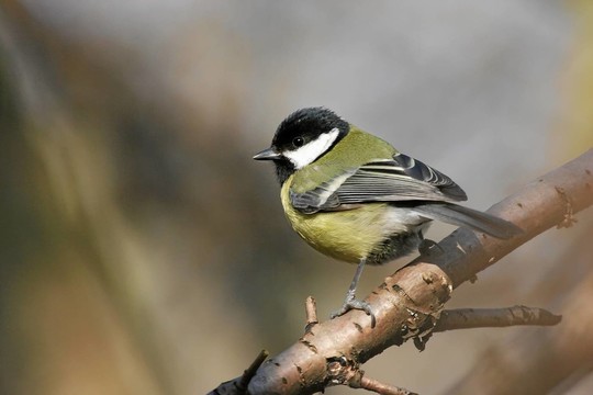 鳥