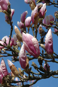 木蘭BLüTE3